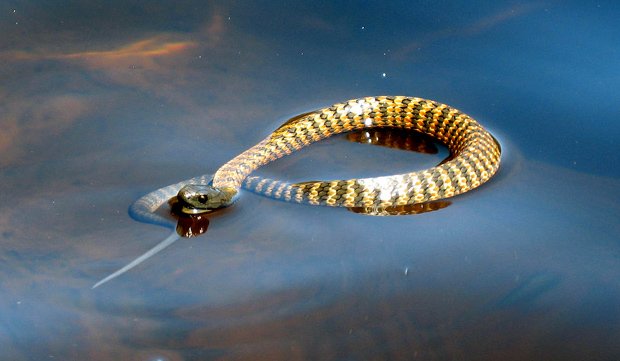 As cobras mais mortíferas da Austrália tigre do continente's deadliest snakes mainland tiger