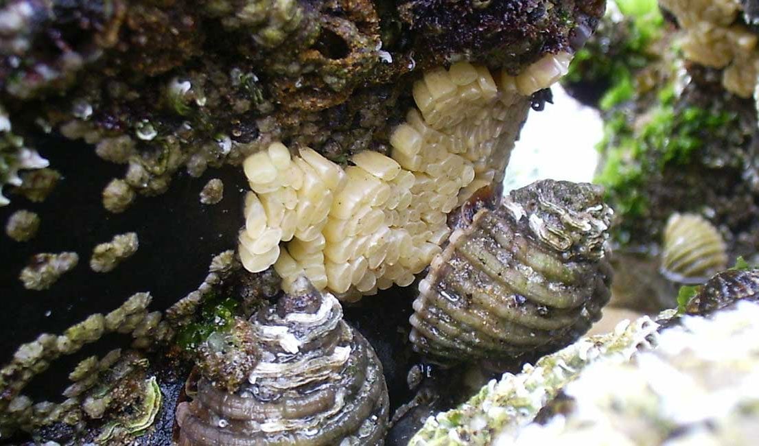 video: sea snails could hold cancer killer