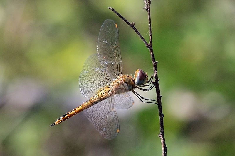 wandering glider