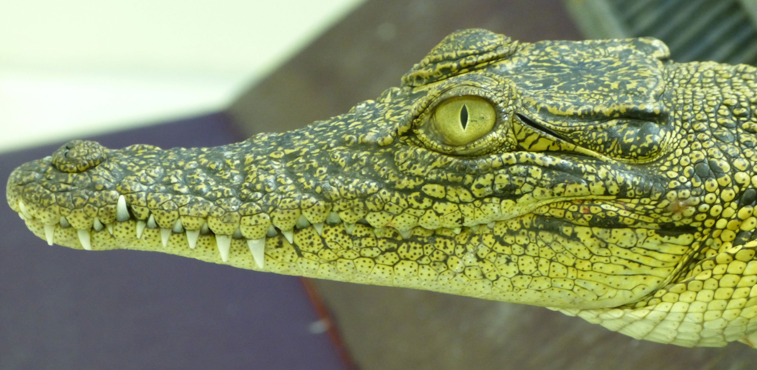 Are Crocodiles Color Blind  