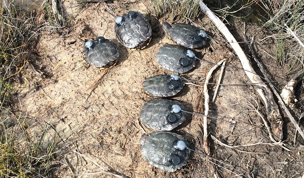 tortoise relocation