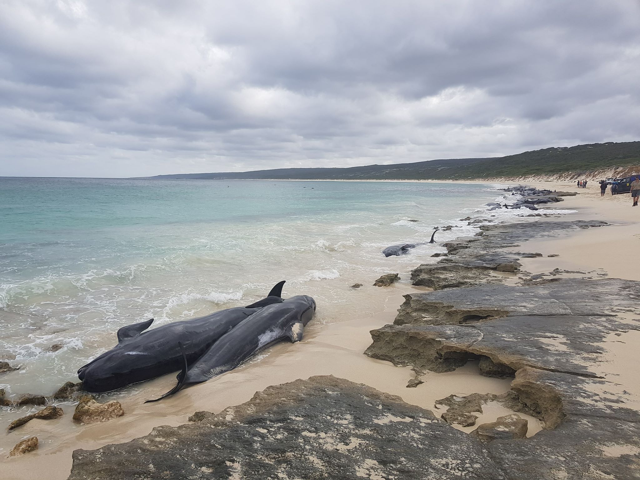 whale stranding WA