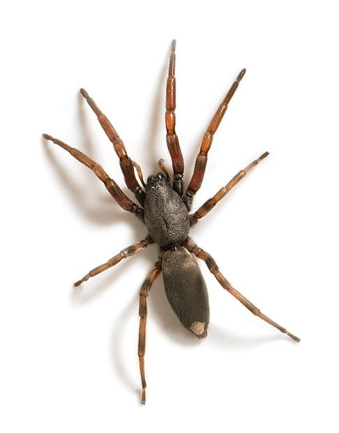 Dangerous Spider Chart Australia