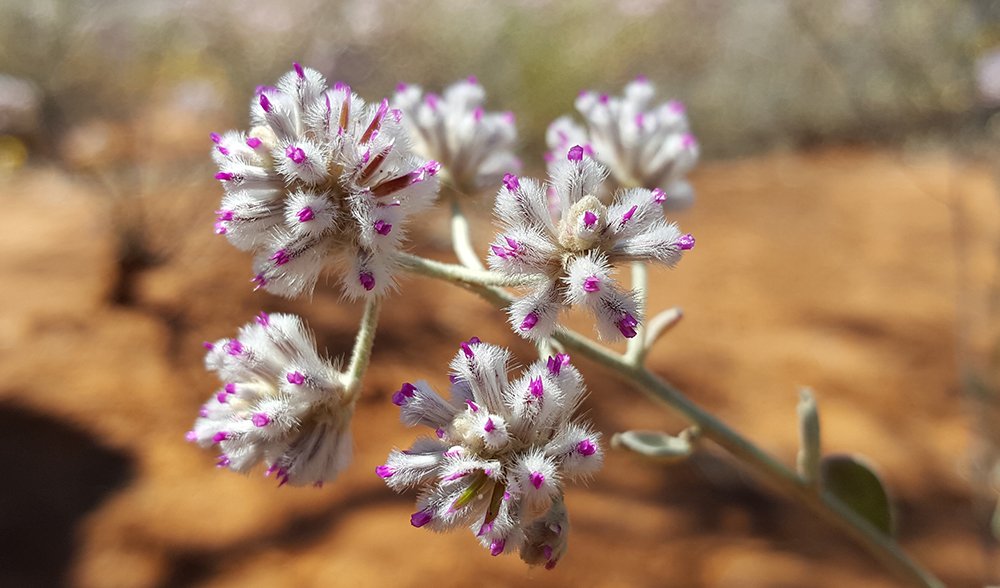Hamelin Station Reserve