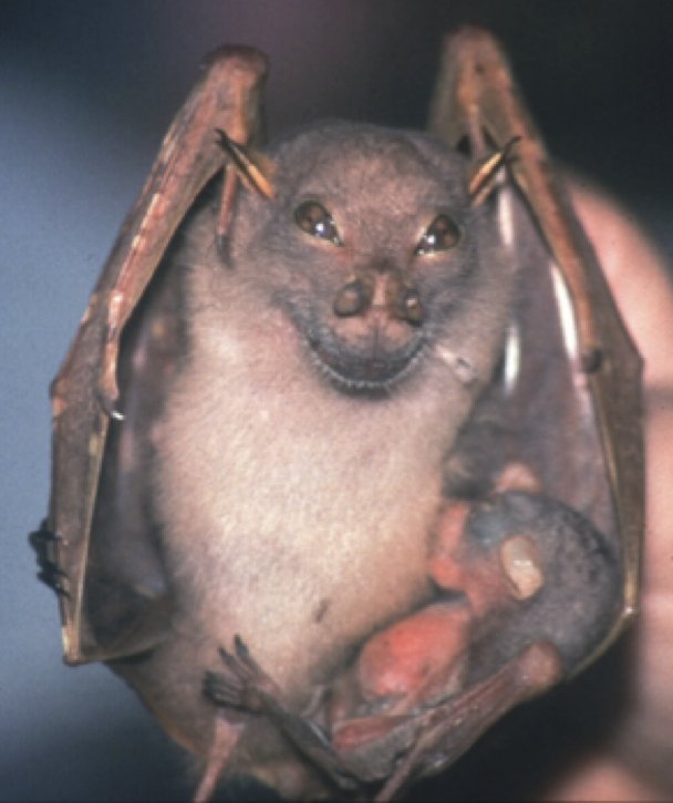 yoda bat