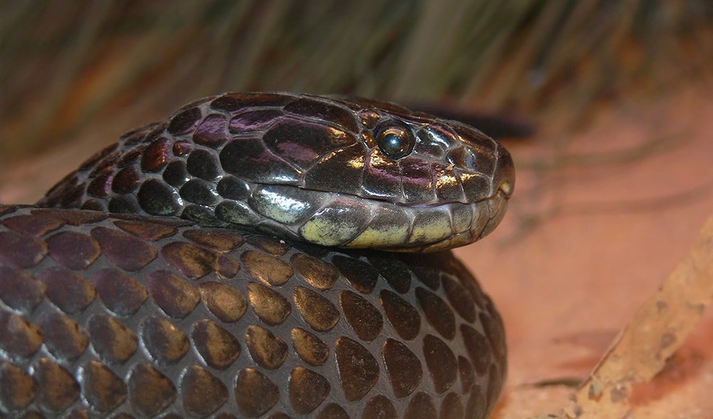 tiger snake