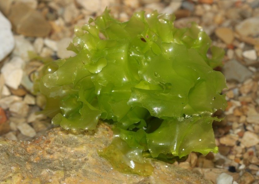 seaweed species classification