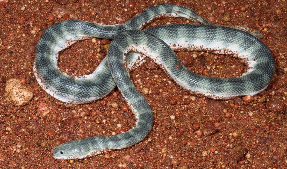 beaked sea snake