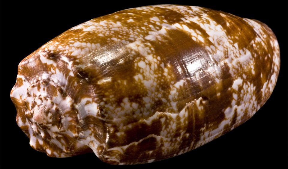 cone shell