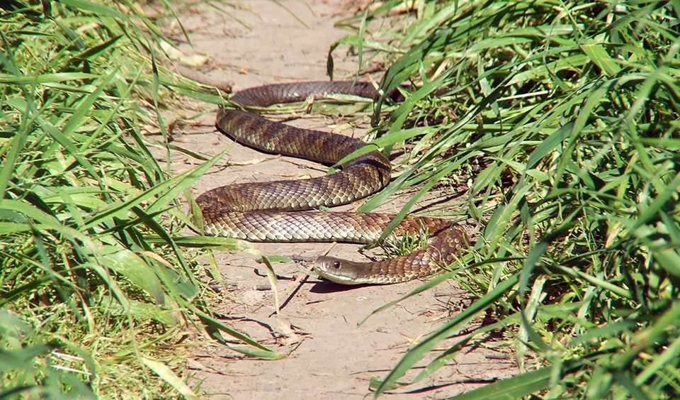 coastal taipan