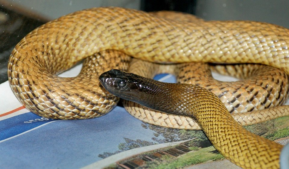 inland taipan