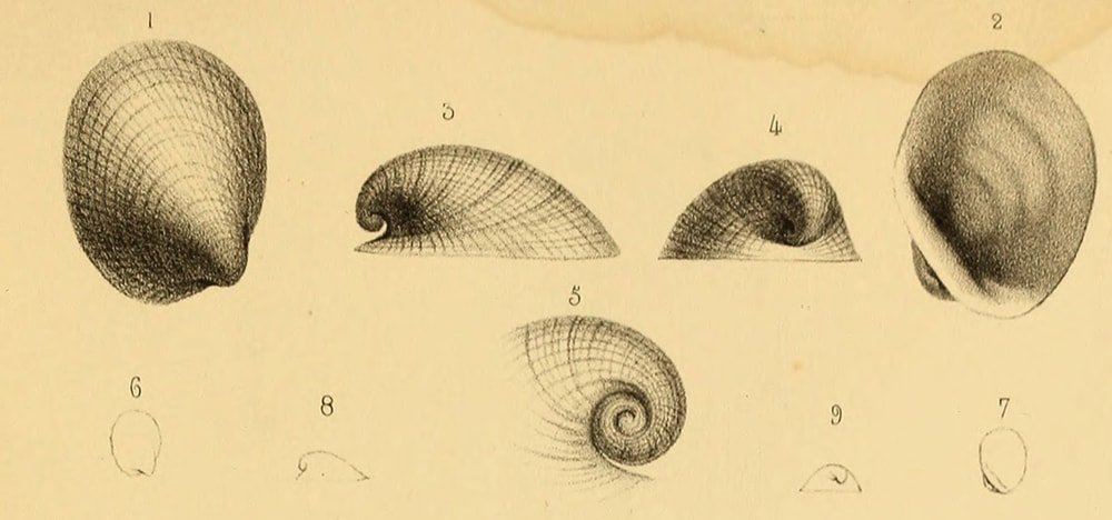 limpet