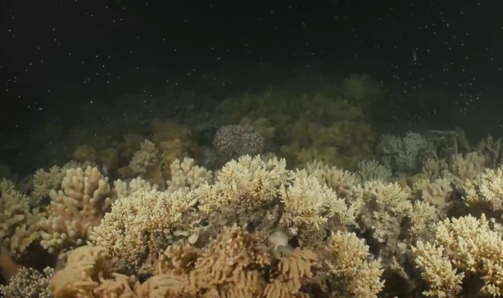 Annual Coral Spawning Begins On Great Barrier Reef