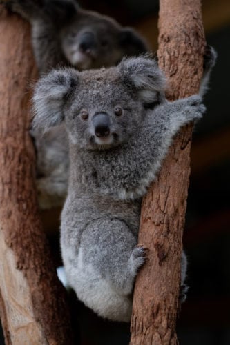 Help Create A Sanctuary For Koalas Australian Geographic