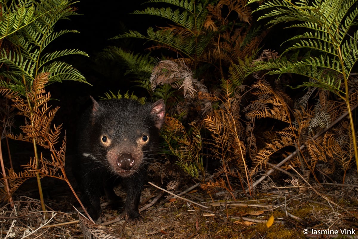 Tasmanian devil facial tumor