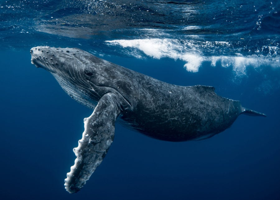 Fact File Humpback Whale Megaptera Novaeangliae Australian Geographic