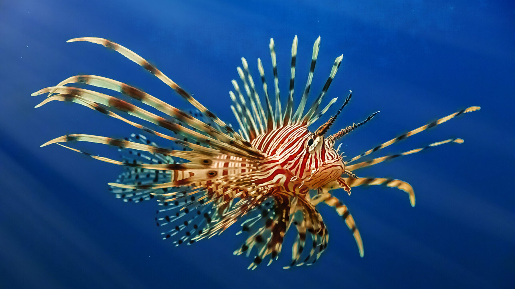 Fact File Common Lionfish Pterois Volitans Australian Geographic