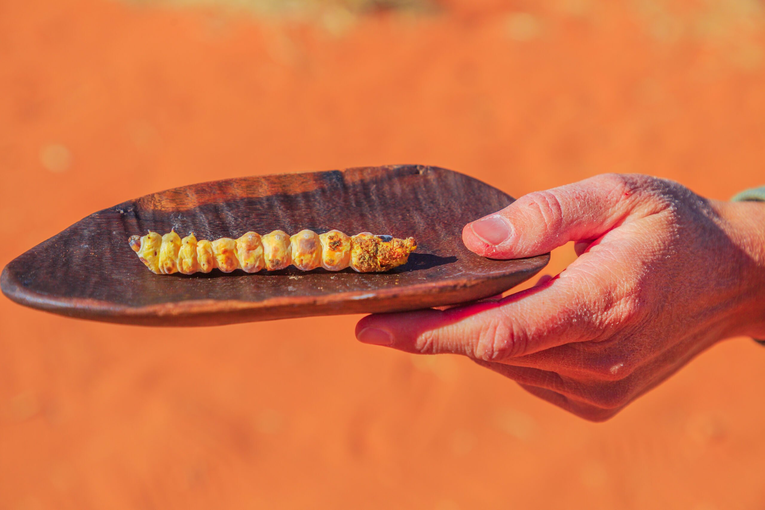 Top 10 Aboriginal Bush Medicines Australian Geographic