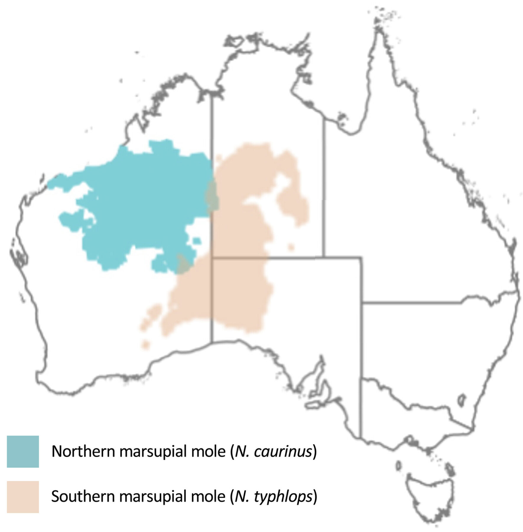 Unlocked The Genome Of The Mysterious Marsupial Mole Australian