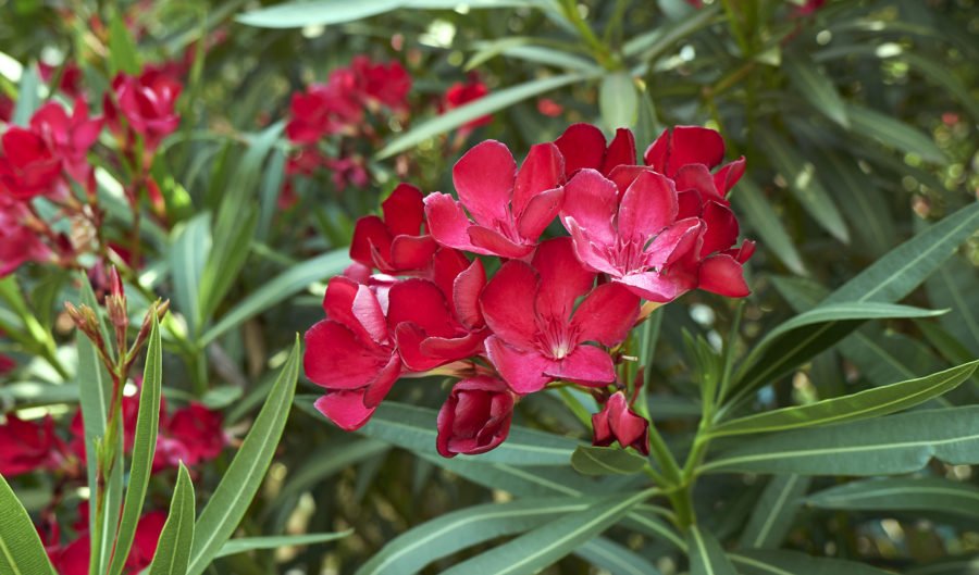 poisonous plant Archives - Australian Geographic