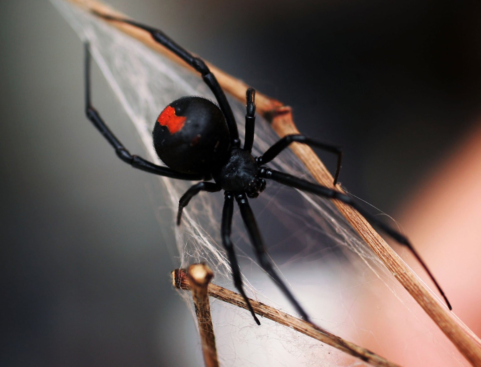 Top 10 most dangerous Australian spiders Australian Geographic