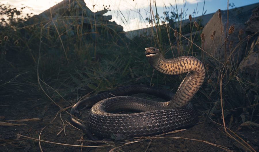 Who Were Snakes On 'Snake In The Grass'? Every Episode Spoiler