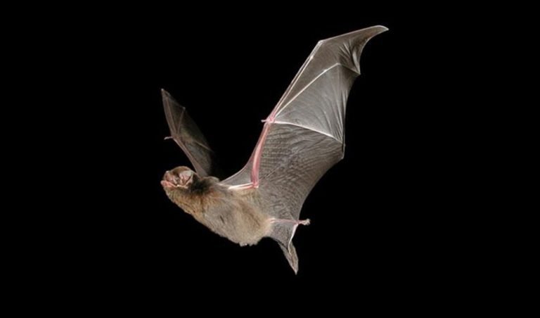 Southern Bent Wing Bat Australian Geographic