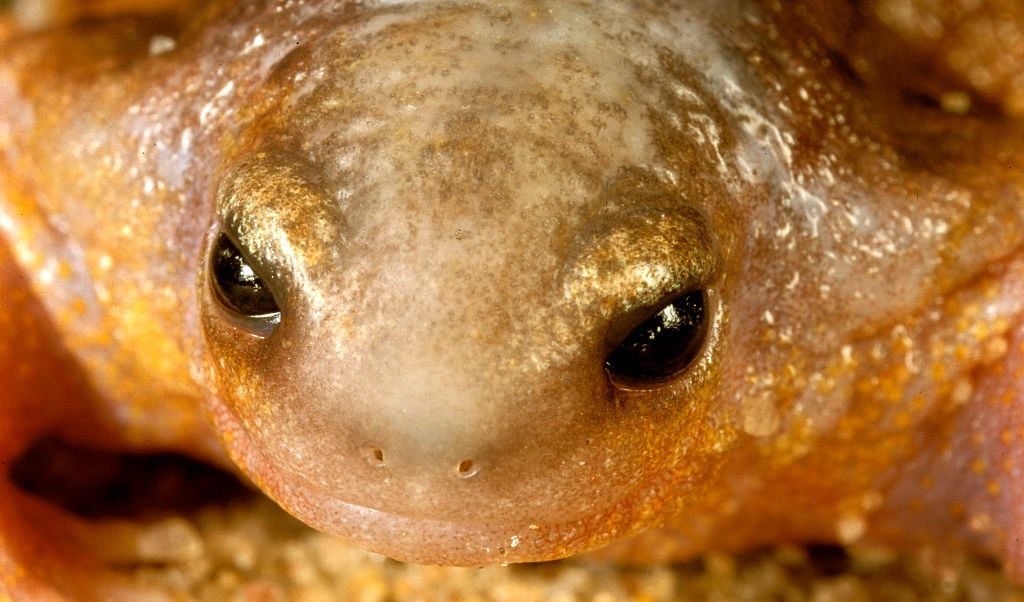 the-frog-that-looks-like-a-turtle-australian-geographic