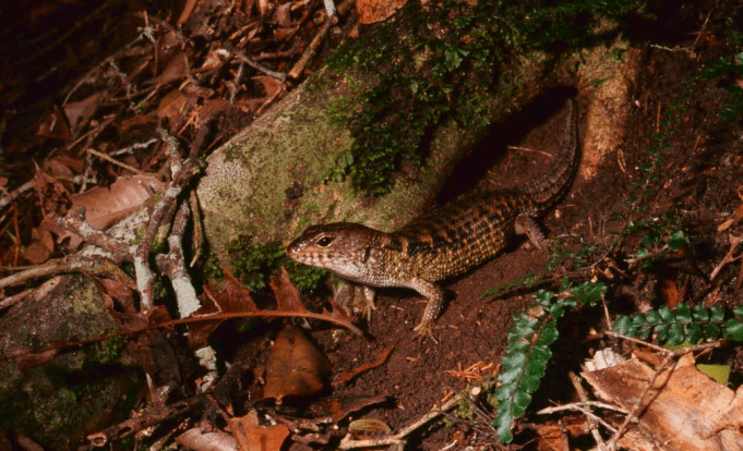 Nangur spiny skink - Australian Geographic