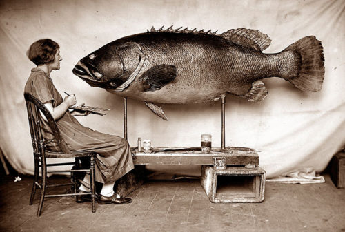 https://www.australiangeographic.com.au/wp-content/uploads/2016/08/Ethel-King-with-taxidermied-fish-500x337.jpg
