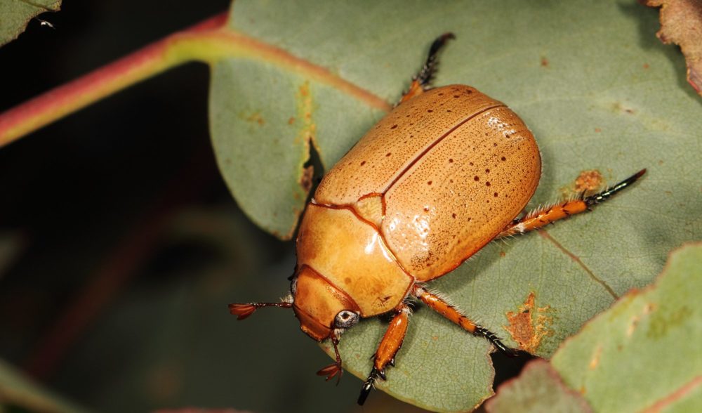 Christmas Beetle 