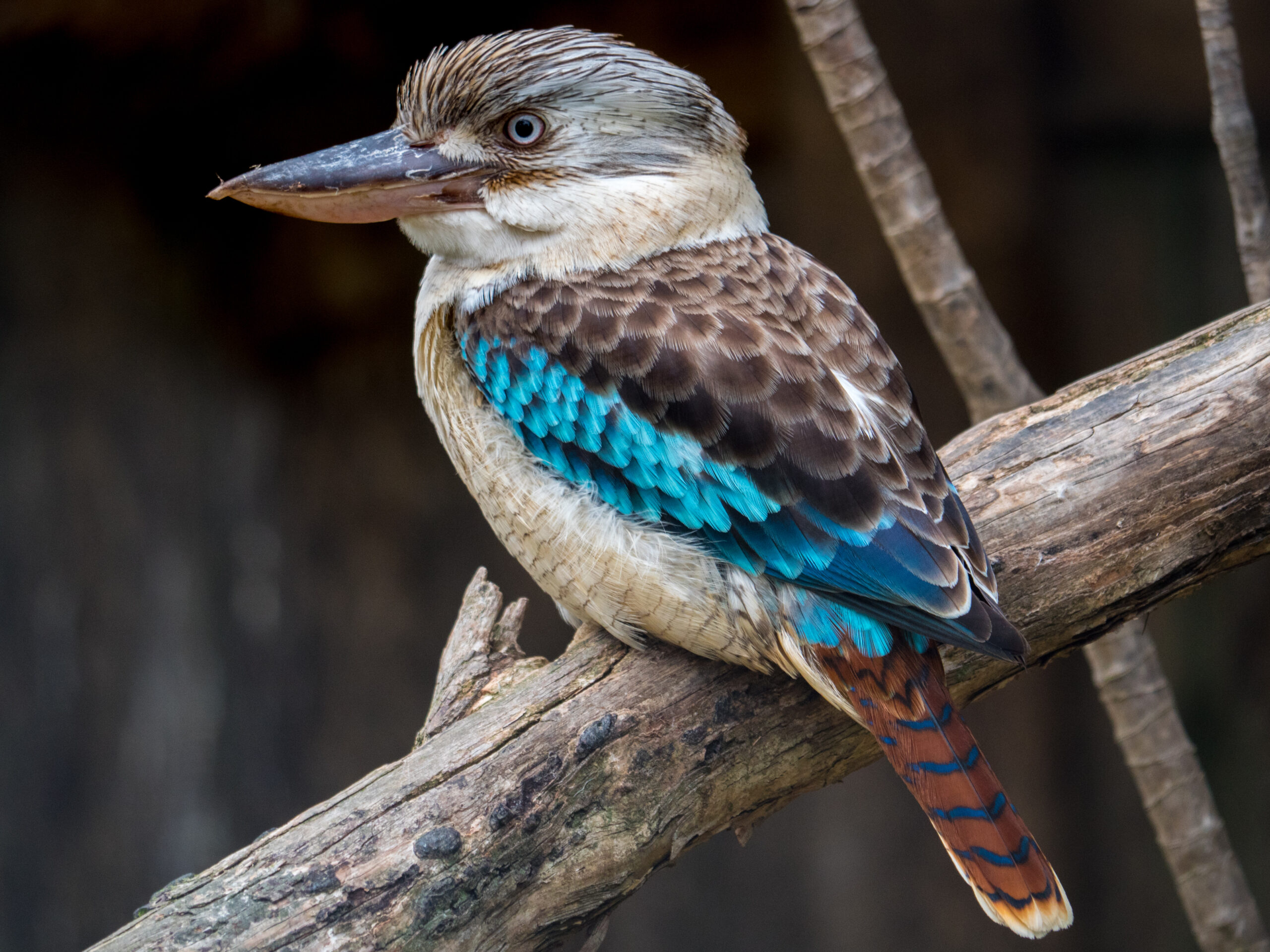 Australia's surprising kookaburras