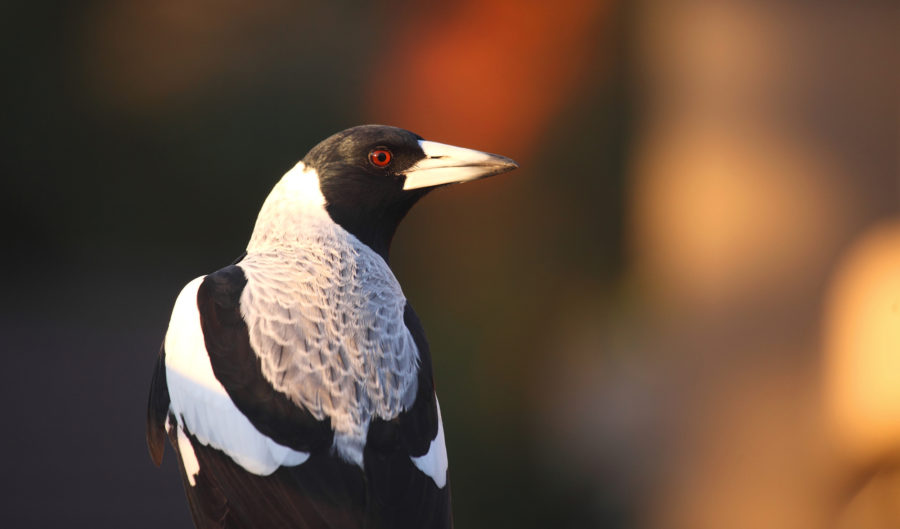 EXPLAINER: Why Magpies Swoop - Australian Geographic