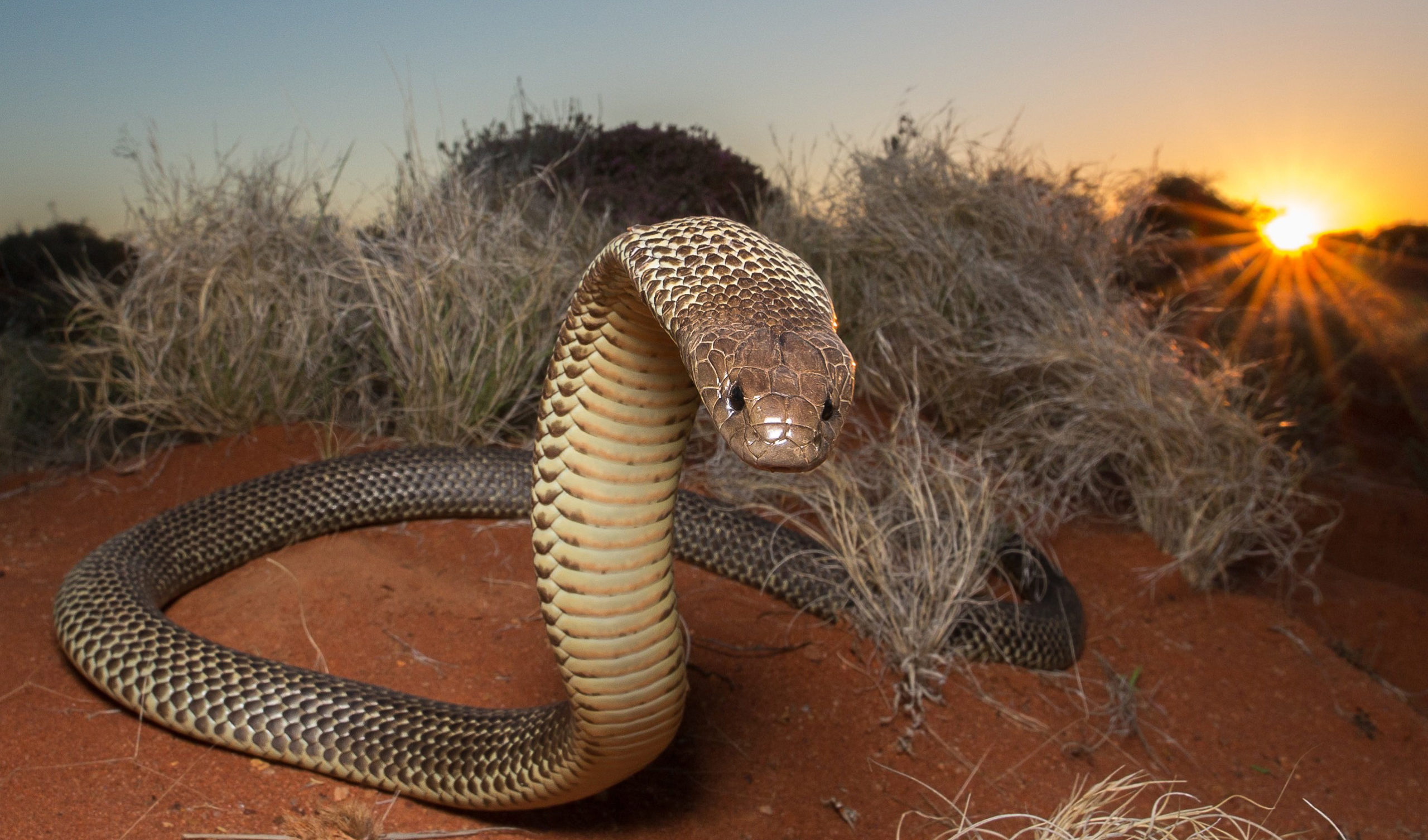 Photographing Australia s Large Venomous Snakes Australian Geographic