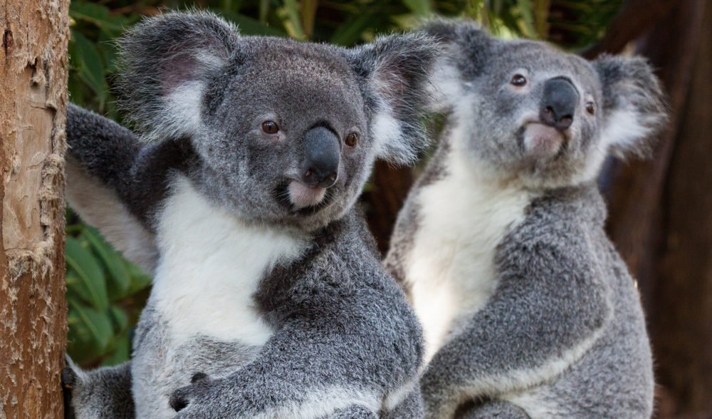 Advice from the most romantic Australian animals