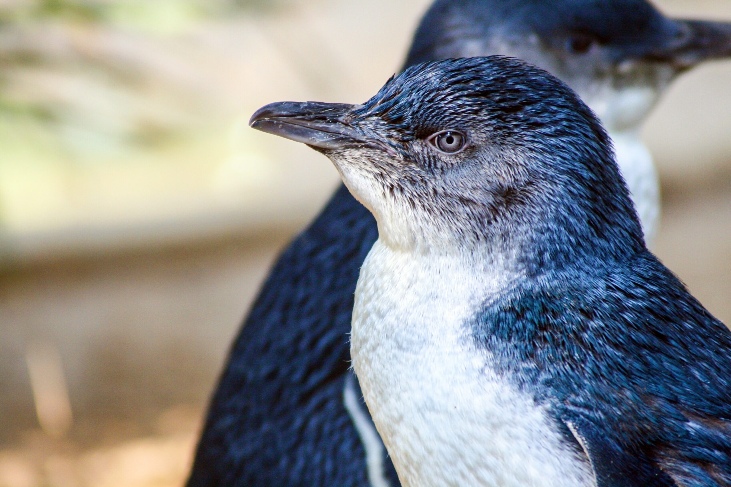 Image for article: Rare footage shows ‘unseen world’ of South Australia’s little penguins