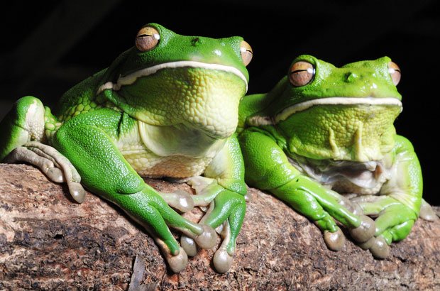 Gallery: Frogs from Down Under - Australian Geographic