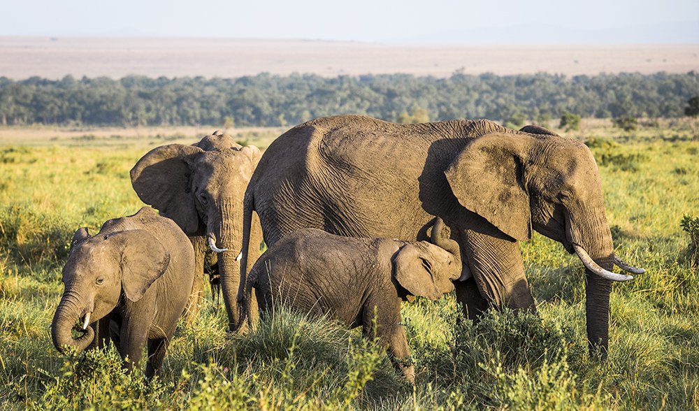 Kenya calling - Australian Geographic