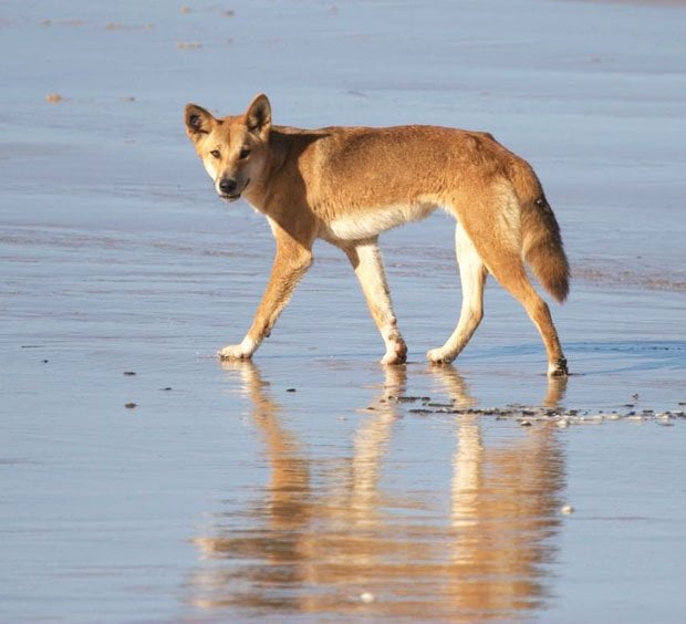 Gallery: Understanding dingoes - Australian Geographic