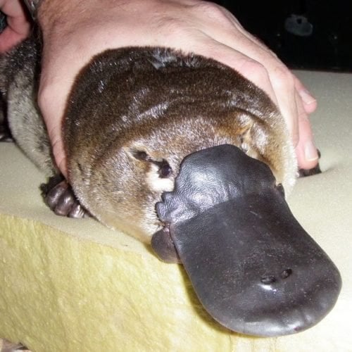 Gallery: Platypuses endure despite harsh conditions - Australian Geographic