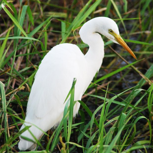 Gallery: Birdwatching in Arnhem Land and Kakadu - Australian Geographic