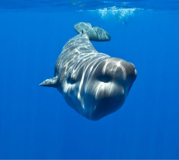 Baby Whales Captured On Film - Australian Geographic