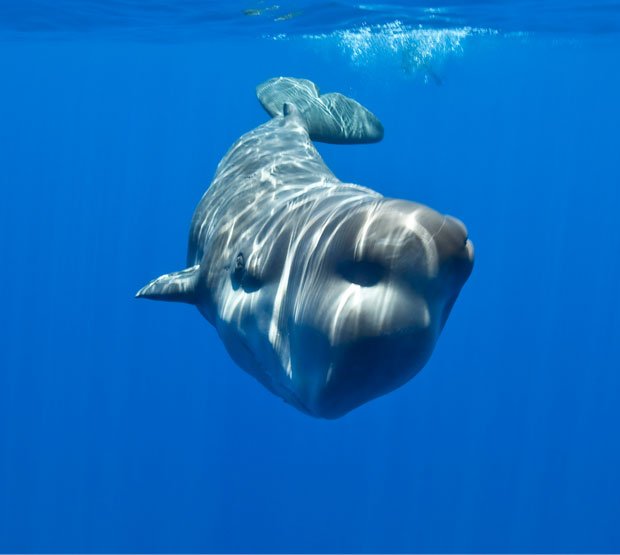 Baby whales captured on film - Australian Geographic