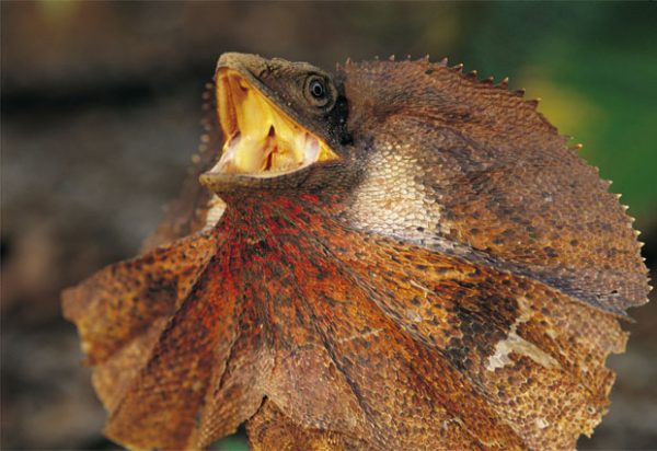 Gallery: Australian dragons - Australian Geographic