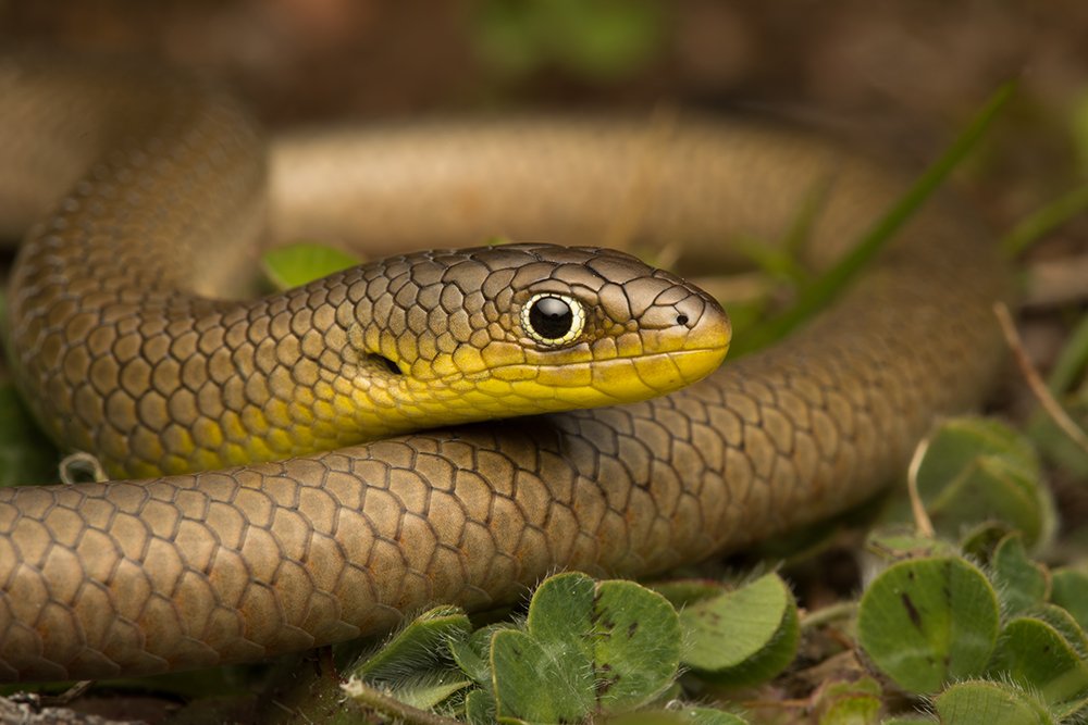 Patternless delma - Australian Geographic