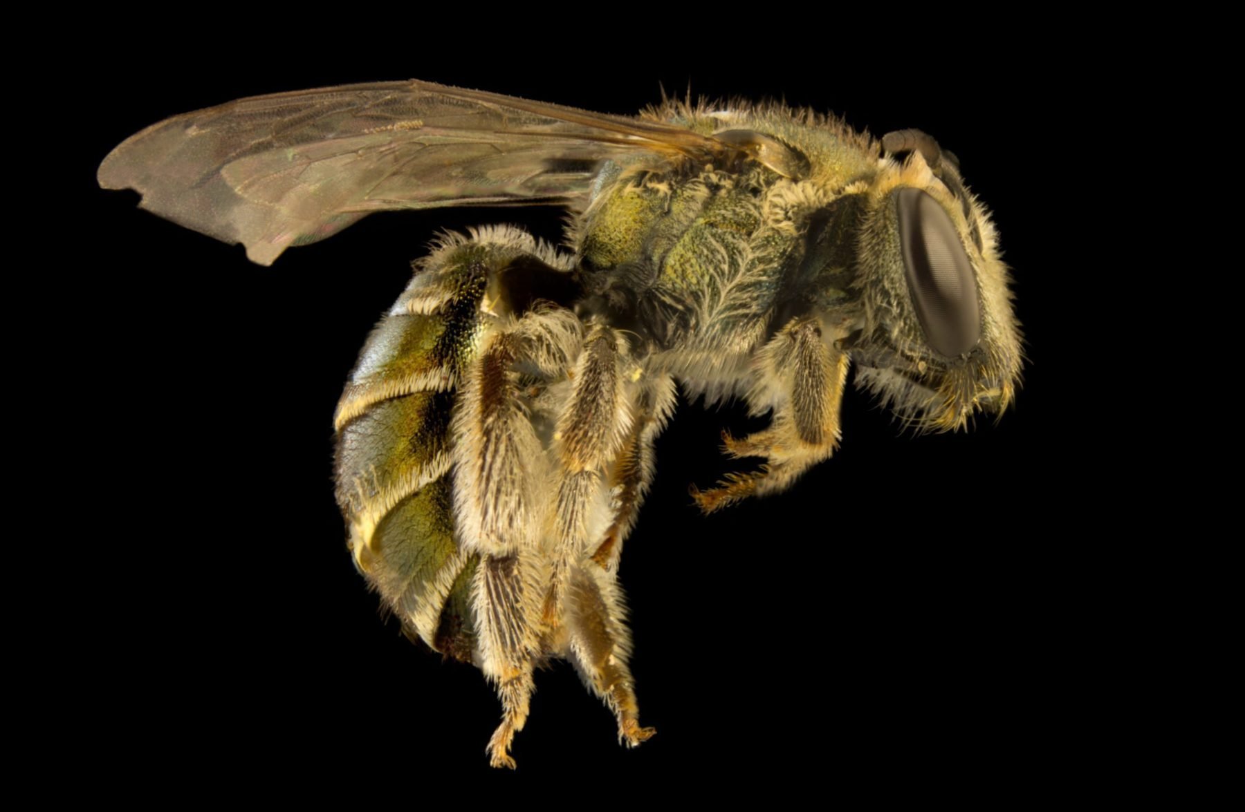 A Photographic Guide To Australias Bees Australian Geographic