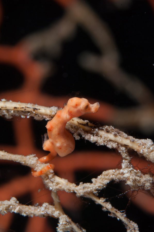 GALLERY: Pygmy Seahorses - Australian Geographic