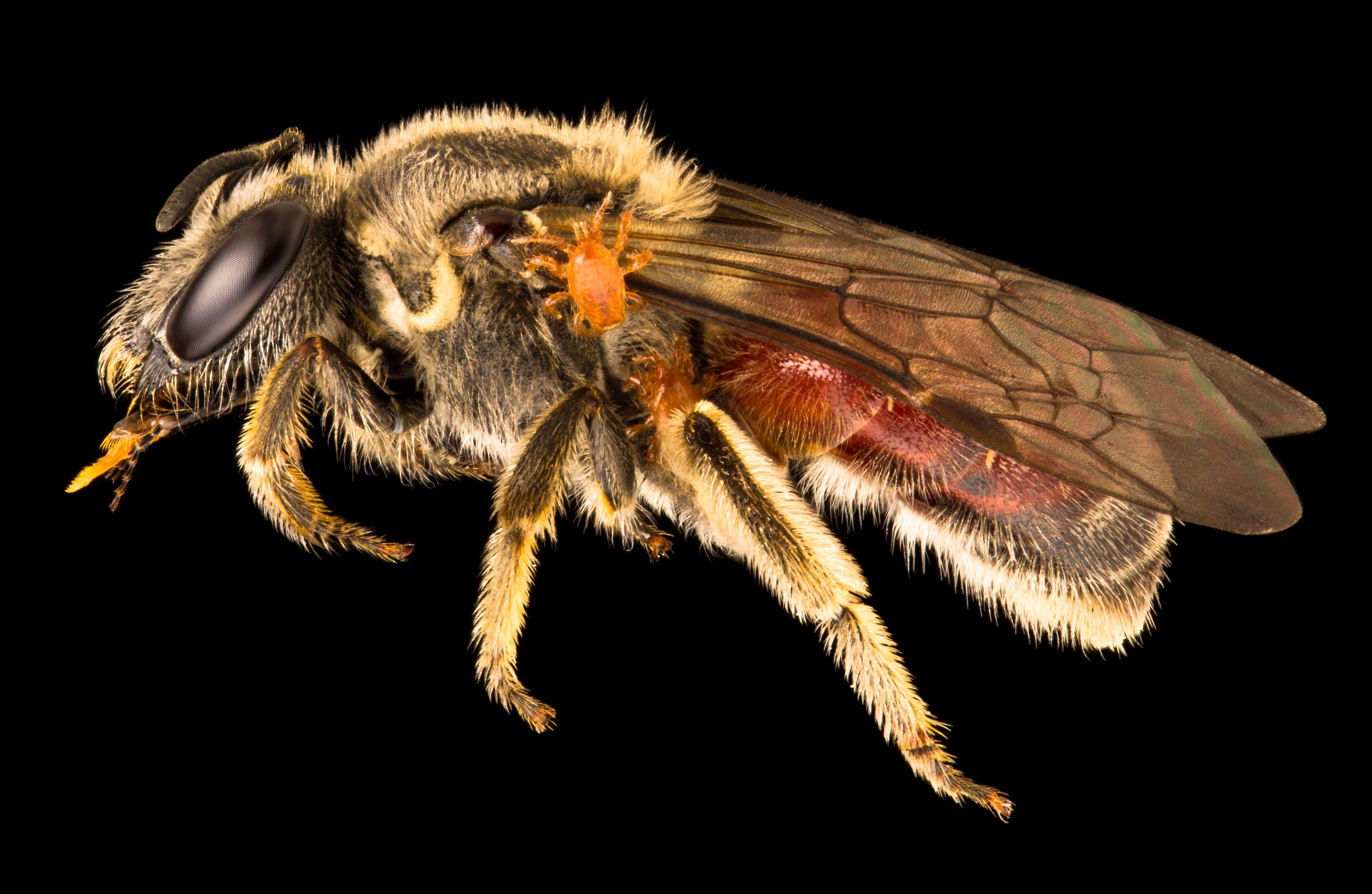 A photographic guide to Australia's bees - Australian Geographic