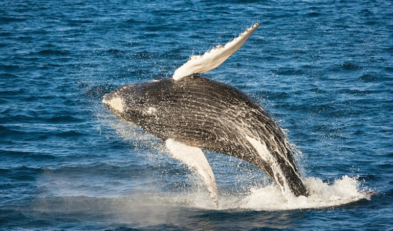 Humpback whales: five things you may not know - Australian Geographic