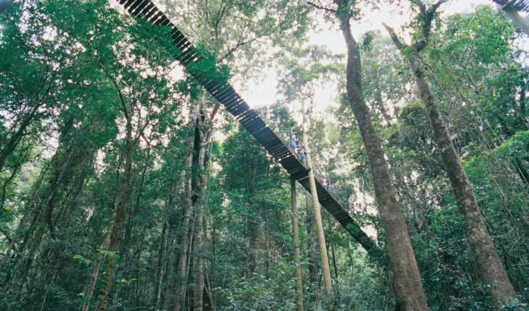 Australia's top 10 treetop walks - Australian Geographic